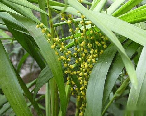 椰子開花|袖珍椰子開花嗎